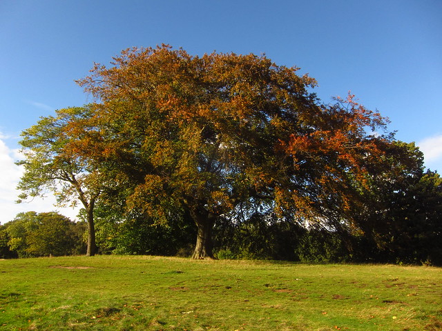 Trees on the Tumulus Field