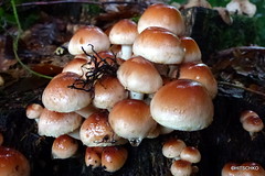 Pilze Fungi