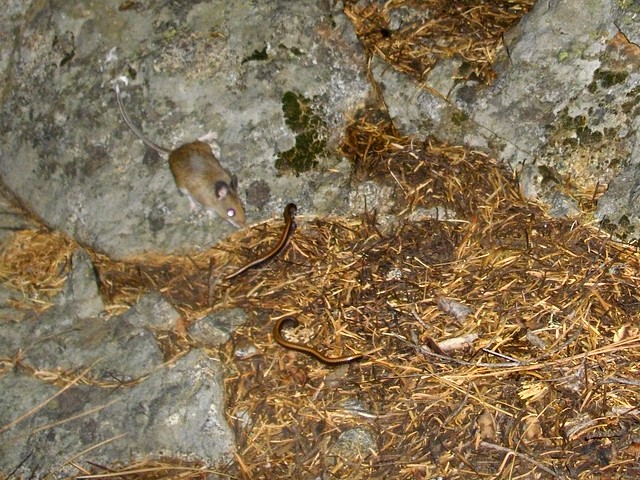 mice and millipedes