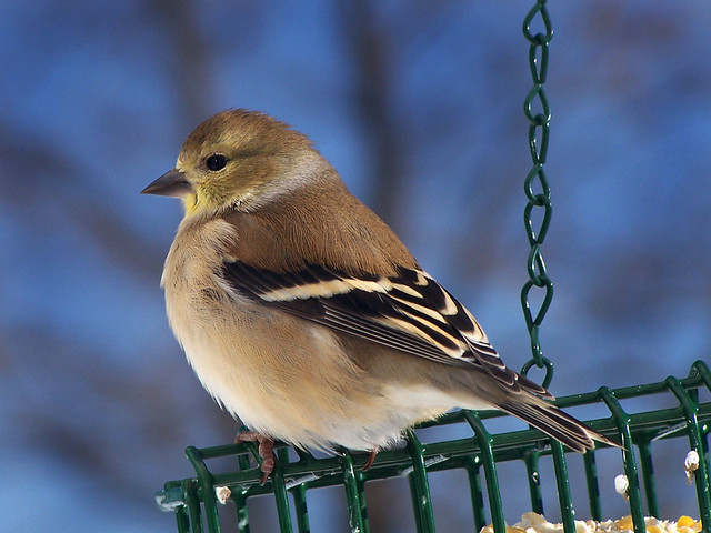 American Goldfinch, Female, Winter Plumage, Close-up