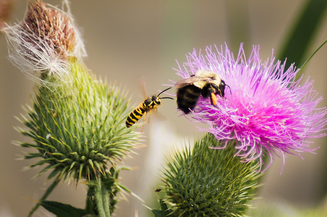 Bees, Thistle, Purple, Bee, Insect, Battle, 