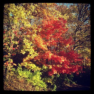 80+ degrees on this sunny #fall day! #leaves