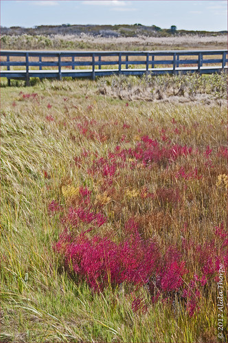 Autumn Marsh Grass by Alida's Photos