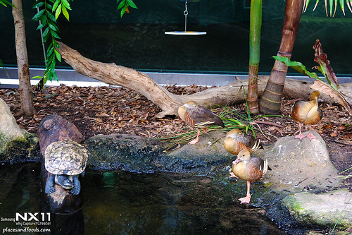 WILD LIFE Sydney Zoo freshwater turtle