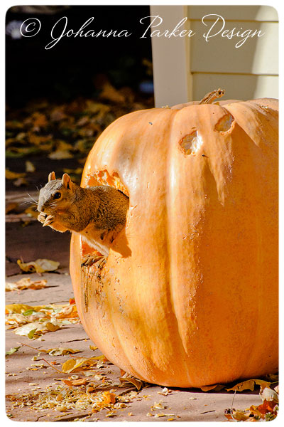 Little-Squirrel-&-Pumpkin-9
