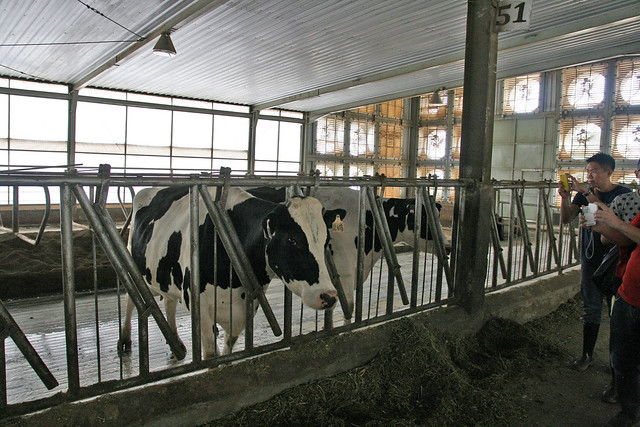 Inside the fan-cooled hangar, it's about 16 degrees which the cows love