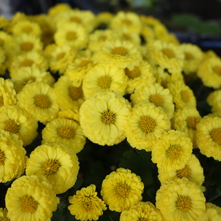 黄色い花。