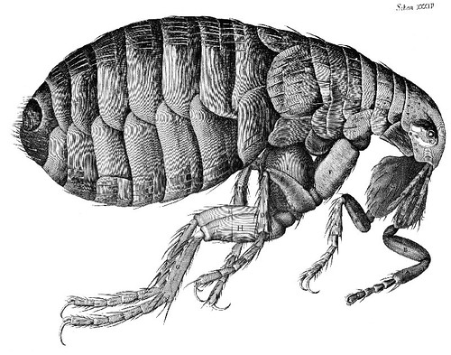 Flea_Micrographia_Hooke
