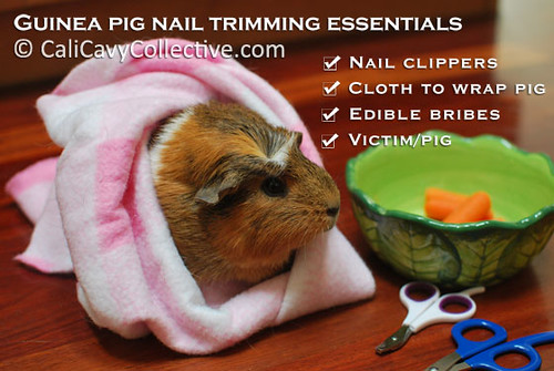 Guinea pig nail trimming essentials checklist