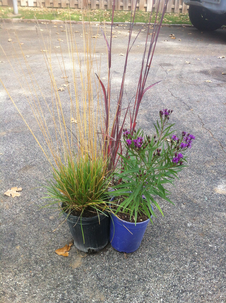 Andropogon Red October