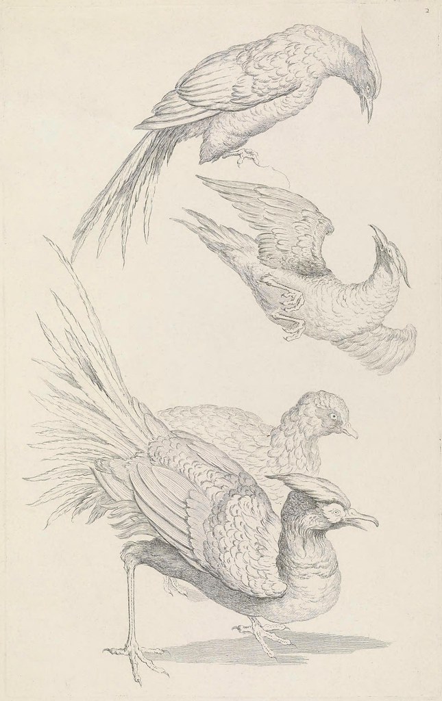 G Huquier engravings of birds of China