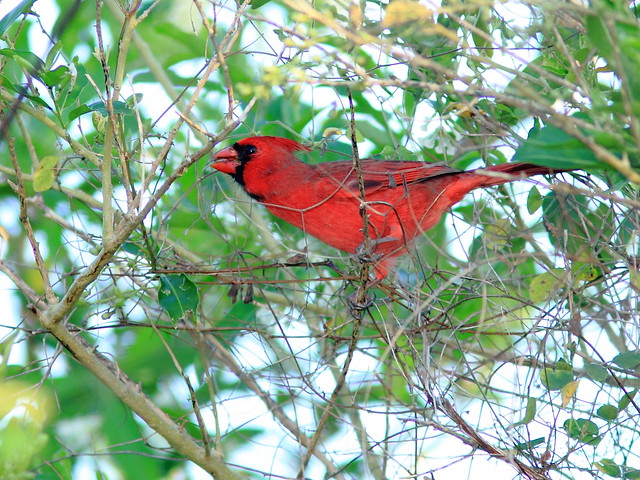 Northern Cardinal 20121012