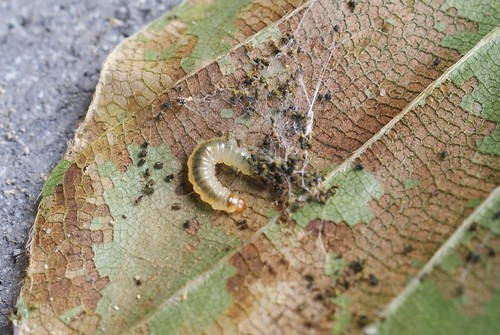 Strophedra weirana larva in spinning on Beech