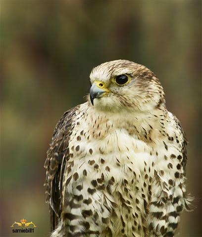 Gyrfalcon Falco rusticolus