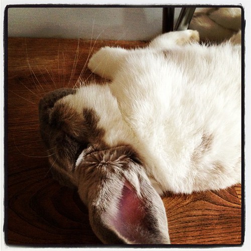 Oscar sleeping again, had a hard day#rabbit by Eve smith,silvermeadows.