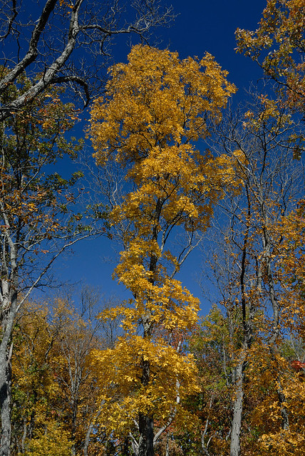 Shaw Nature Reserve (the Arboretum), in Gray Summit, Missouri, USA - yellow tree