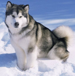 A fluffy Malamute sits in the snow.