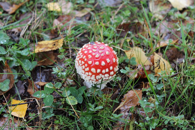 Polkadot mushroom