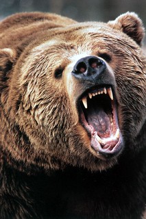 Angry-Grizzly-Bear