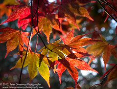 The Autumn Colours At Westonbirt Arboretum