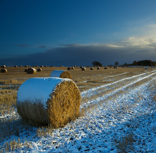 Icing sugar haybales in October 4 086 by Simmy G
