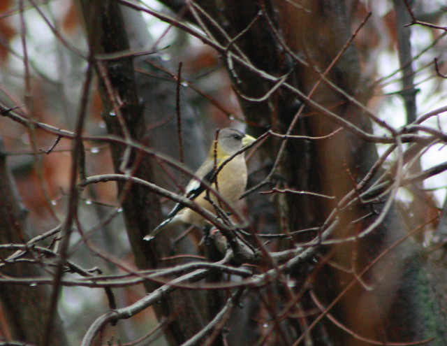 Evening Grosbeaks, Indiana County, PA 11-1-2012