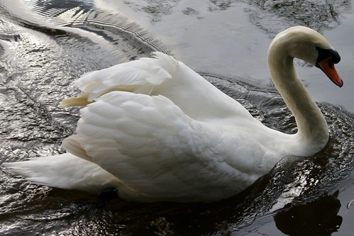 Swan by john47kent
