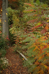 Native Flora Garden Autumn 2012
