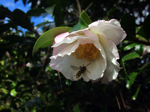 Camellia and wasp