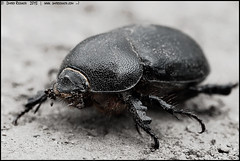 'beetles (coleoptera)'