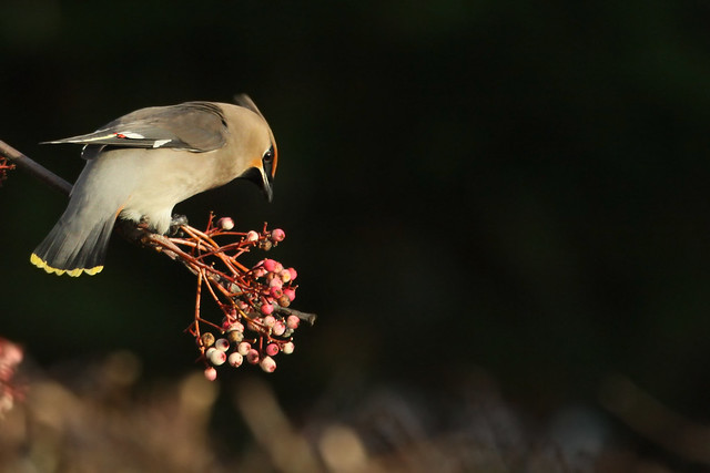 Waxwing- In the Sun