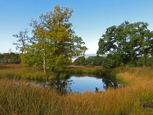 Heathland Pond