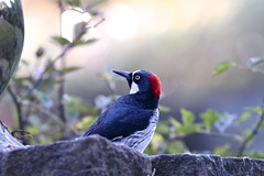 Woodpeckers (variety)