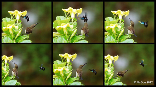 Nectar War - Sunbird vs Bumblebee by McGun
