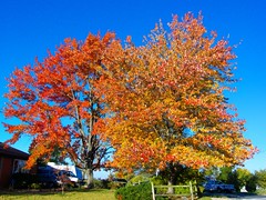 Fall 2012 Colors