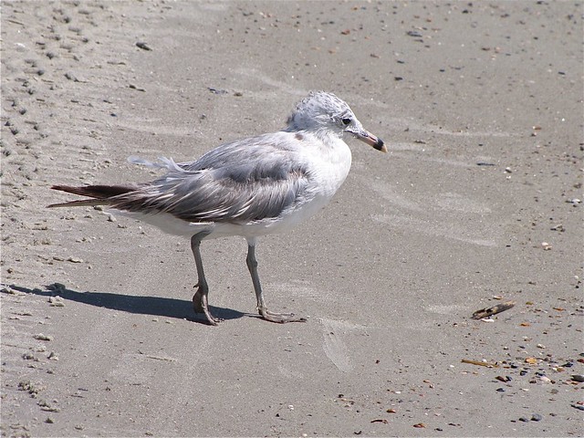 Ring-billed Gull on the North Beach at Tybee Island