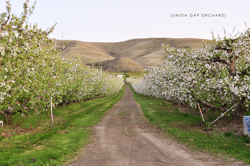Union Gap Orchard in Spring