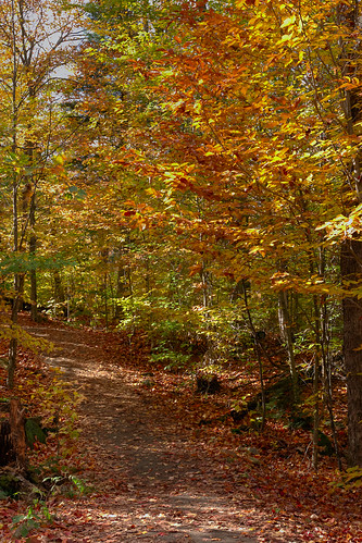 Strolling in Autumn Woods