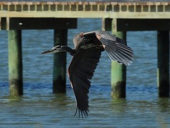 Shore Birds of Smith Point,Texas