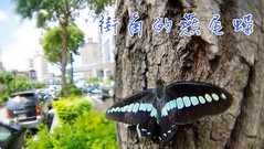 街角的鳳蝶。李鍾旻攝影。