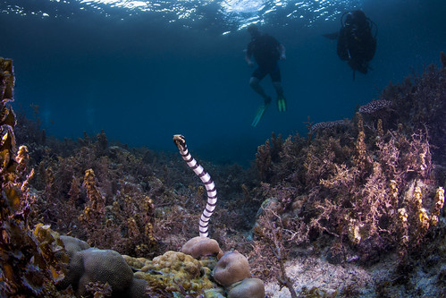 banded sea krait by Paul Cowell