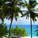 Caribbean Sea and Palmtrees in Martinique © Bluelight