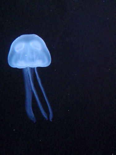 jellyfish (3)