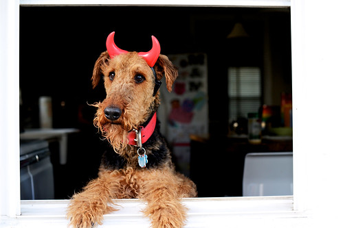 Devil dog.