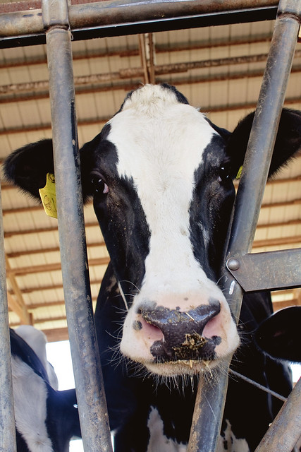 Kelsay Farms Dairy Cow