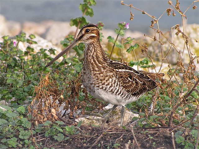 Wilson's Snipe at Gridley Wastewater Treatment Pond 05