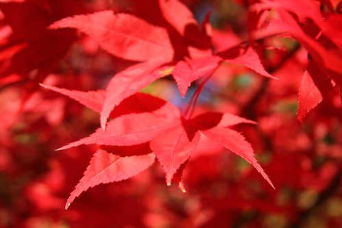 Acer palmatum red fire by ultraBobban