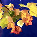 Burcina Foliage 2012 18