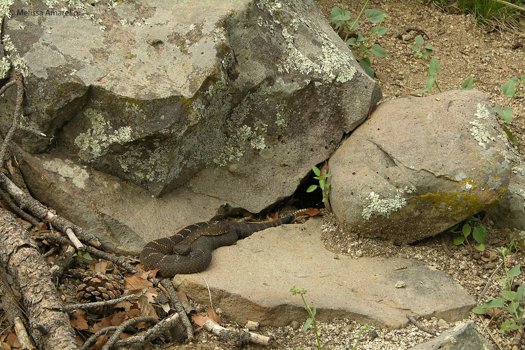 A very pregnant Woody (Arizona Black Rattlesnake)