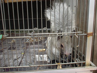 guayaquil squirrel